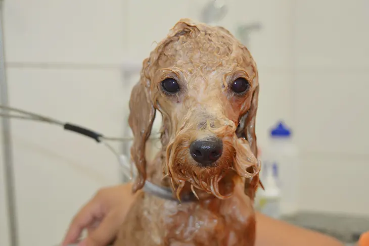 Banho e tosa Clínica veterinária 24h Petzfera