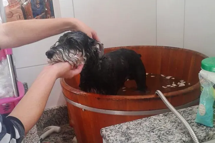 Banho e tosa Clínica veterinária 24h Petzfera