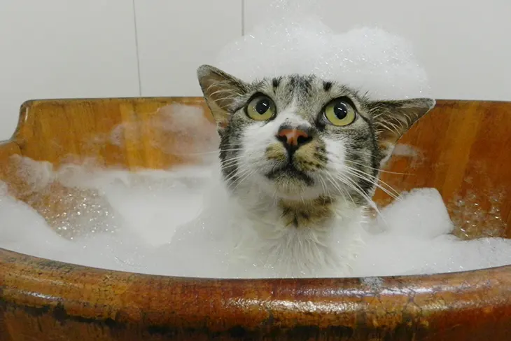 Banho e tosa Clínica veterinária 24h Petzfera