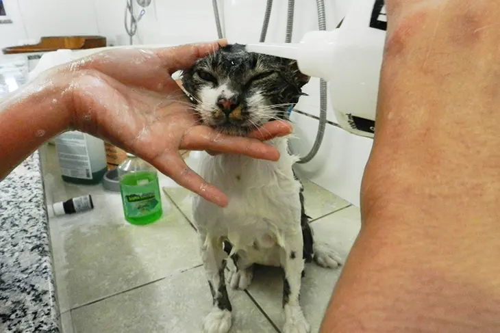 Banho e tosa Clínica veterinária 24h Petzfera