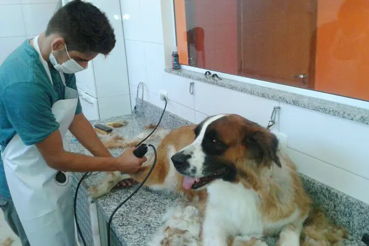 Tosa Clínica veterinária 24h Petzfera