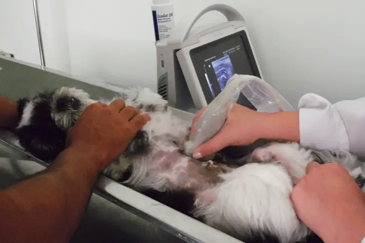 Ultrassom Clínica veterinária 24h Petzfera